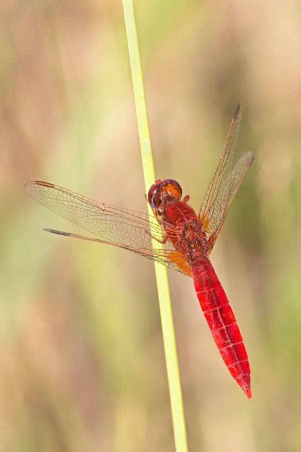 Scarlet Darter ♂ (2017)