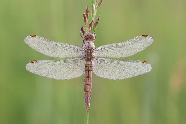 Southern Skimmer ♀ (2017)