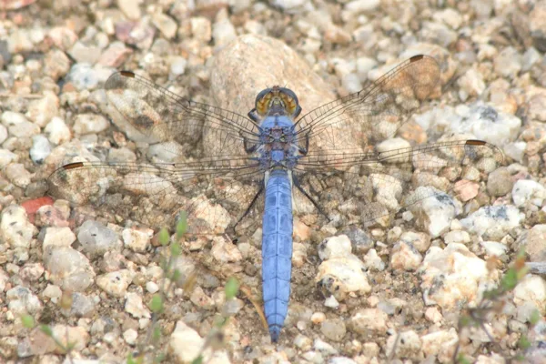 Southern Skimmer ♂ (2014)