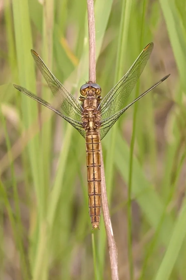 Southern Skimmer ♀ (2015)