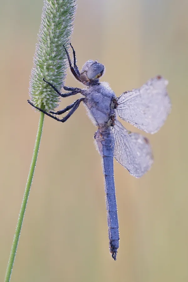 Southern Skimmer ♂ (2017)