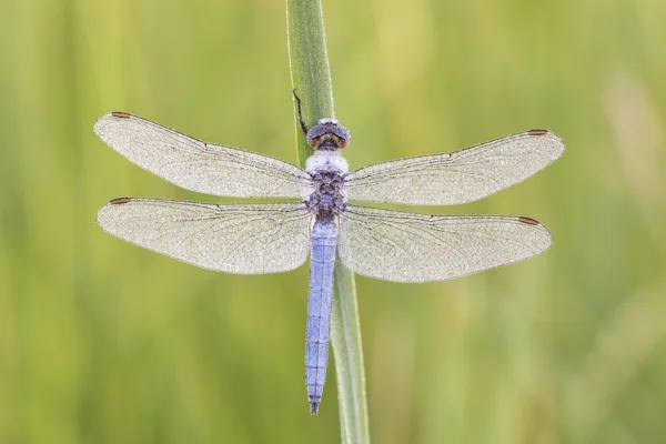 Southern Skimmer ♂ (2017)