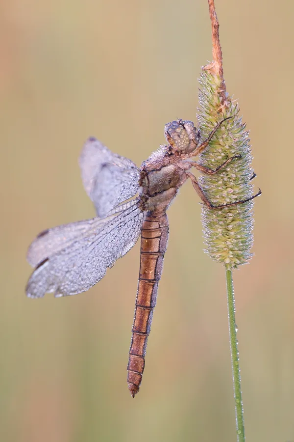 Southern Skimmer ♀ (2017)