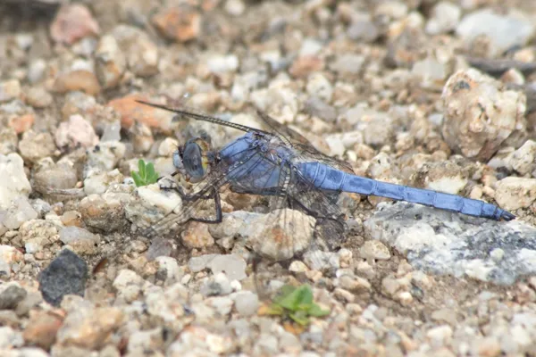 Southern Skimmer ♂ (2014)