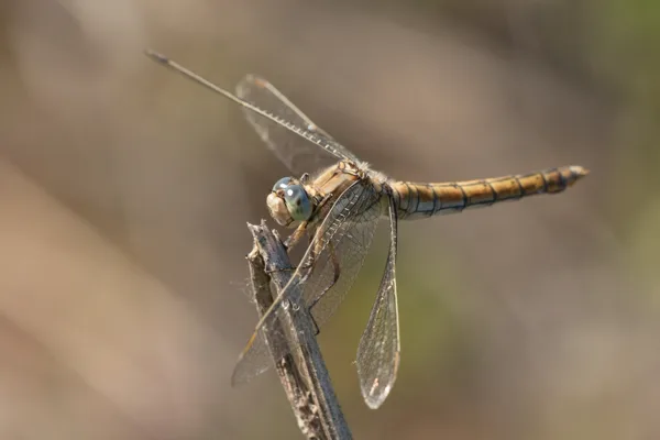Southern Skimmer ♀ (2014)