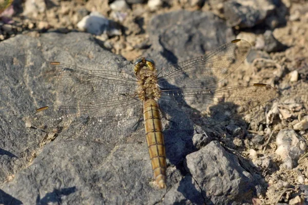 Southern Skimmer ♀ (2014)