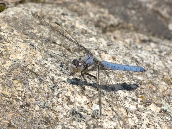 Southern Skimmer ♂ (2014)