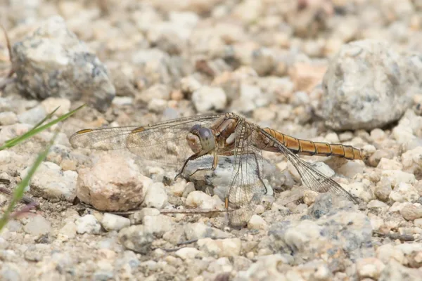 Southern Skimmer ♀ (2014)