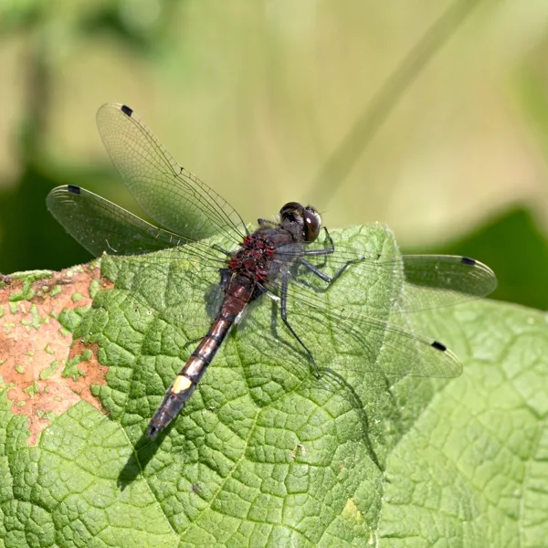 Yellow Spotted Whiteface ♂ (2015)