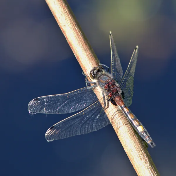 Yellow Spotted Whiteface ♂ (2015)