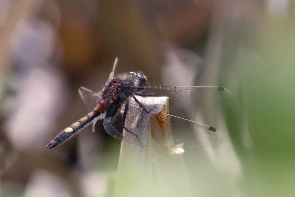 Yellow Spotted Whiteface ♂ (2015)