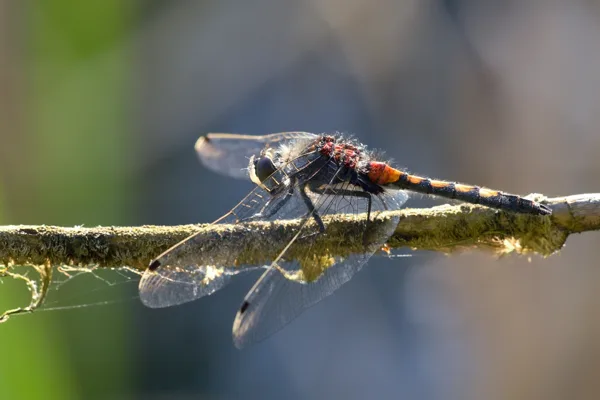 Yellow Spotted Whiteface ♂ (2015)