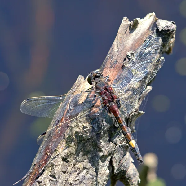 Yellow Spotted Whiteface ♂ (2015)