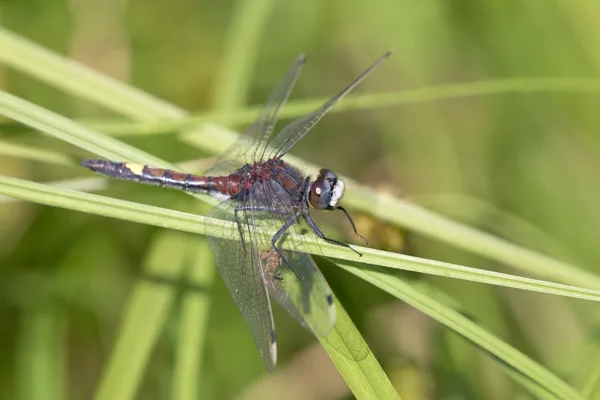 Yellow Spotted Whiteface ♂ (2015)
