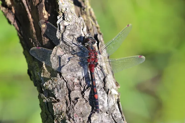 Ruby Whiteface ♂ (2015)