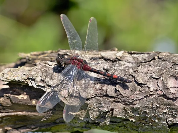 Ruby Whiteface ♂ (2015)