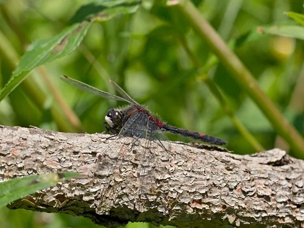 Ruby Whiteface ♂ (2015)