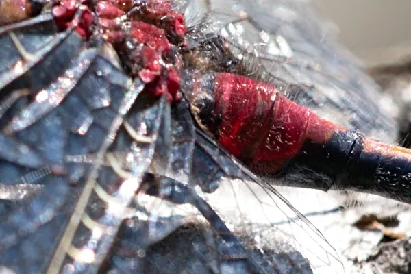 Ruby Whiteface ♂ (2015)