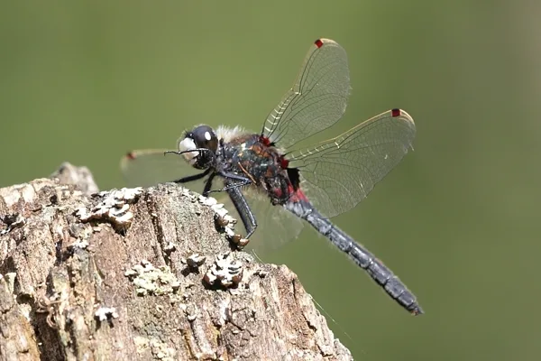 Ruby Whiteface ♂ (2017)