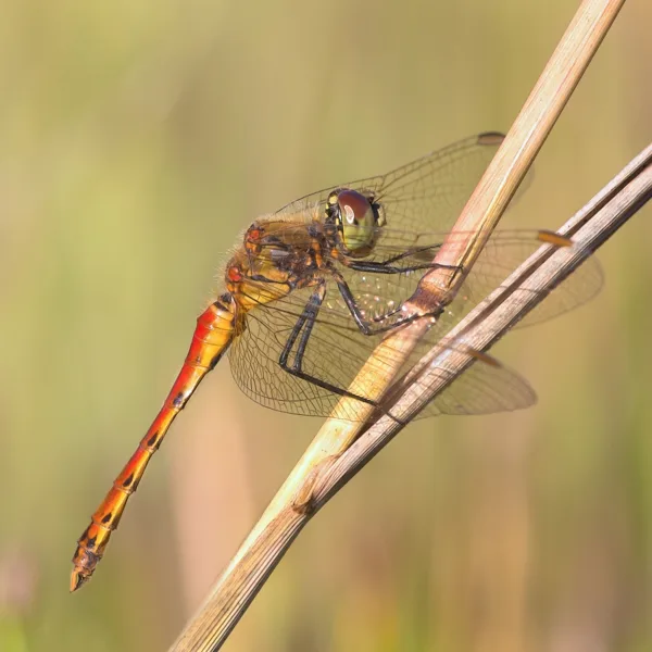 Potted Darter ♂ (2016)
