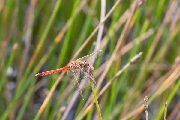 Potted Darter ♂ (2016)