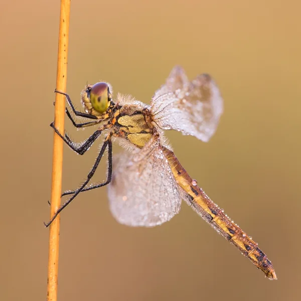 Potted Darter ♀ (2016)