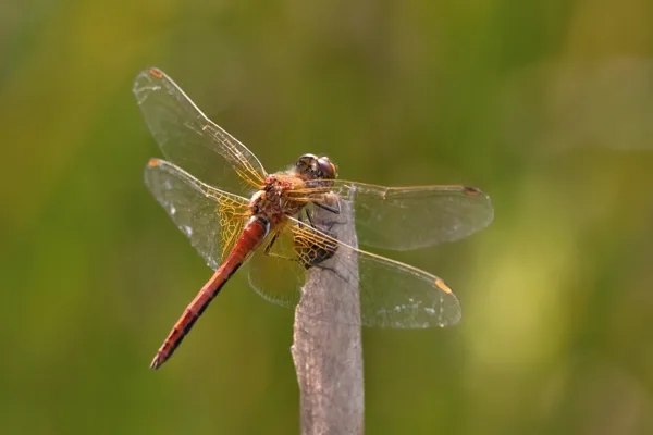 Yellow-winged Darter ♂ (2013)