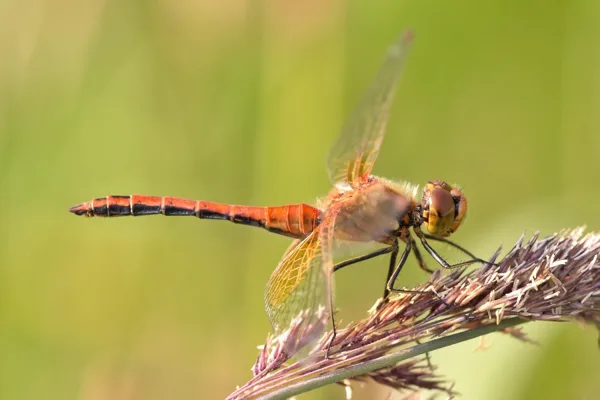Yellow-winged Darter ♂ (2013)
