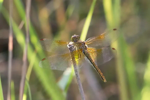 Yellow-winged Darter ♀ (2013)