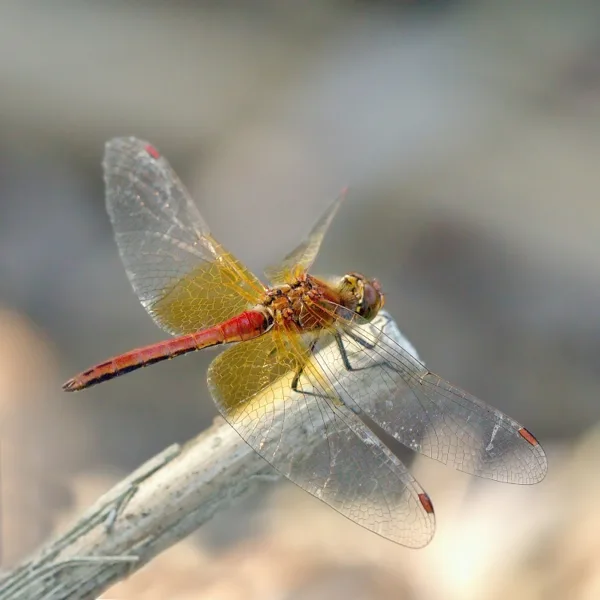 Yellow-winged Darter ♂ (2013)