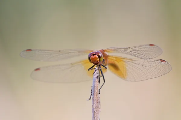 Yellow-winged Darter ♂ (2013)