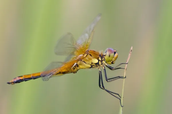 Yellow-winged Darter ♂ (2013)