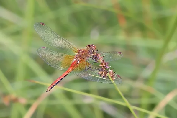 Yellow-winged Darter ♂ (2015)