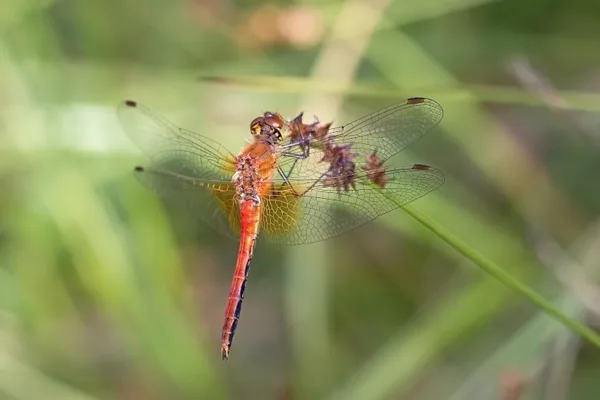 Yellow-winged Darter ♂ (2015)