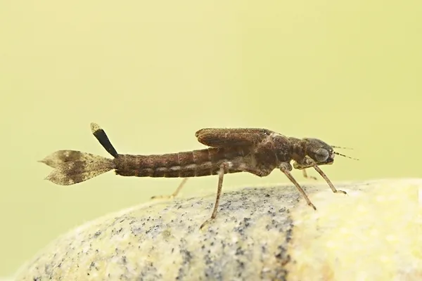 Large Red Damselfly - larva (2015)
