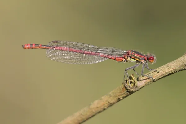 Large Red Damselfly ♂ (2012)