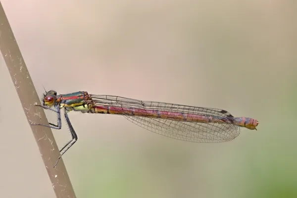 Large Red Damselfly ♀ (2015)