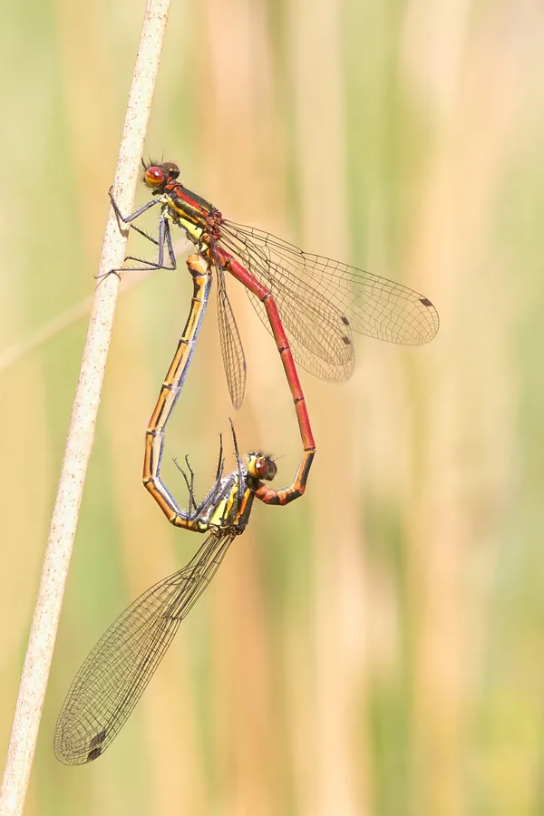 Large Red Damselfly ♂ + ♀ (2016)
