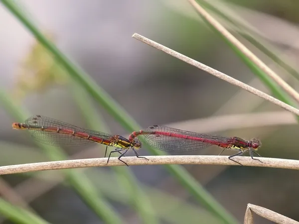 Large Red Damselfly ♂ + ♀ (2016)