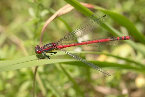 Large Red Damselfly ♂ (2015)