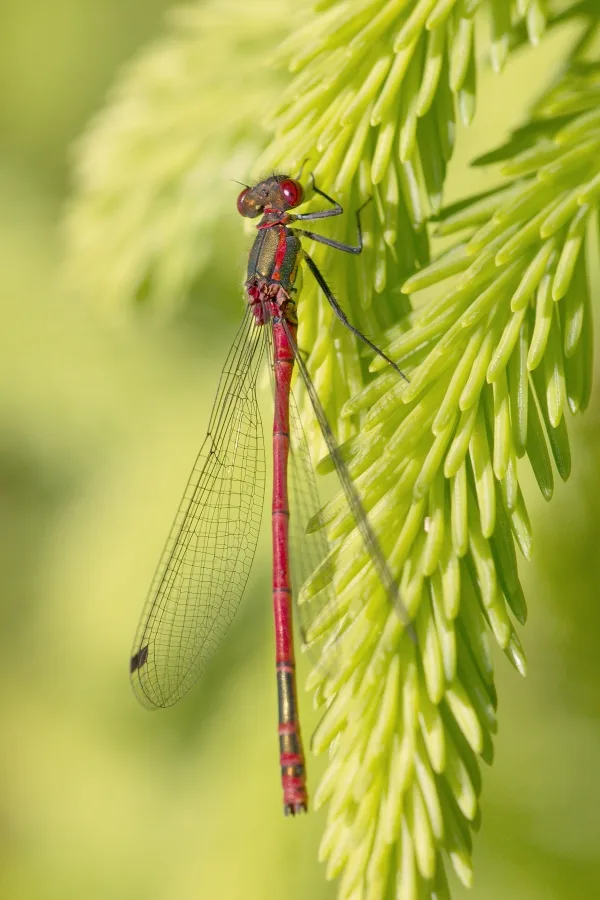 Large Red Damselfly ♂ (2014)