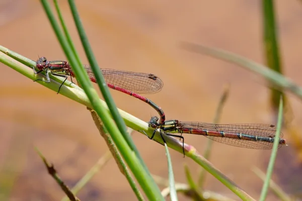Large Red Damselfly ♂ + ♀ (2014)