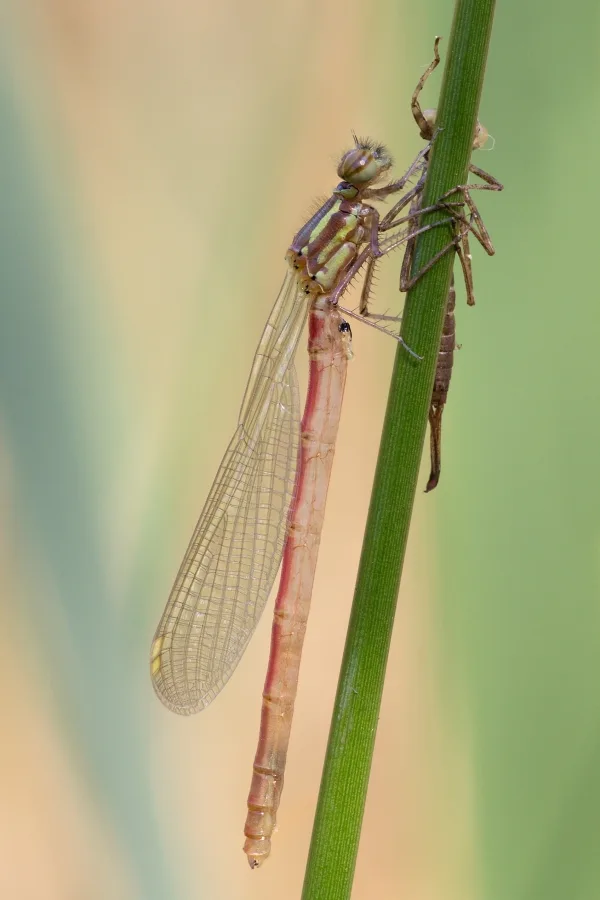 Large Red Damselfly ♂ (2016)