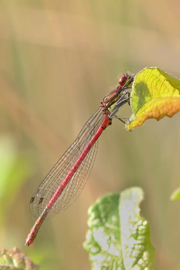 Large Red Damselfly ♂ (2016)