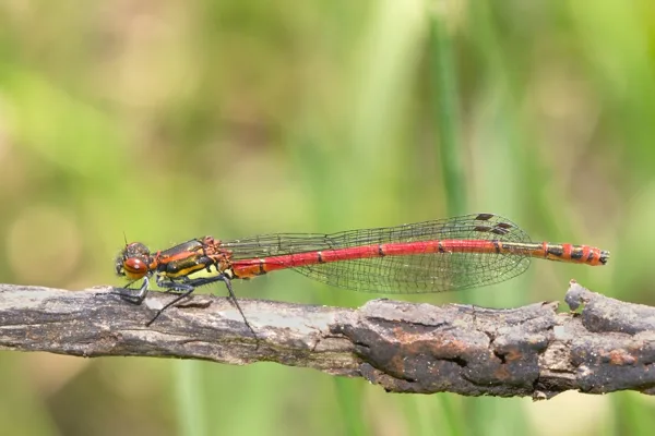 Large Red Damselfly  (2015)