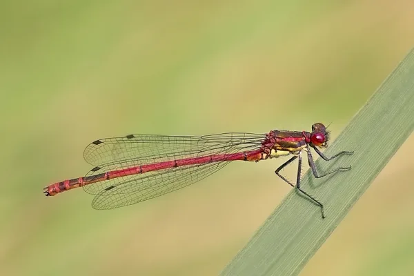 Large Red Damselfly ♂ (2016)