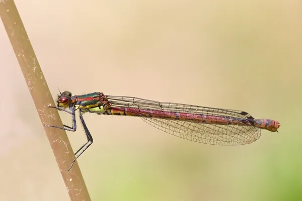 Large Red Damselfly ♀ (2015)