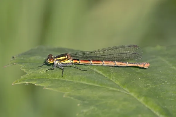 Large Red Damselfly ♀ (2015)