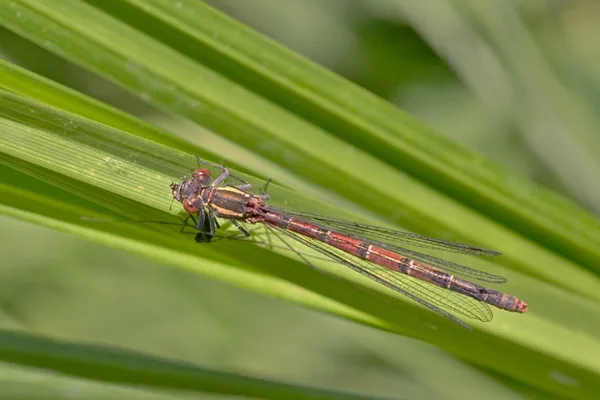 Large Red Damselfly ♀ (2015)