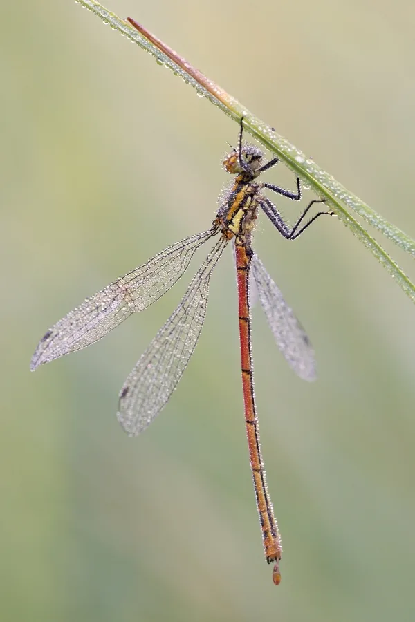 Large Red Damselfly ♂ (2017)